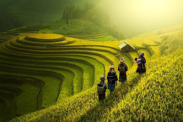 bali 3